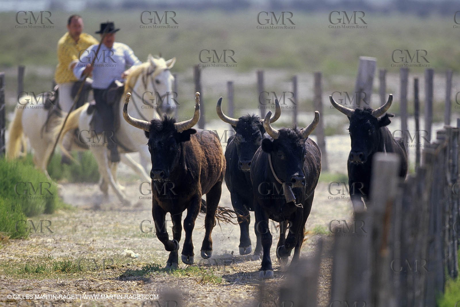 Camargue (FRA,13) - Gardians