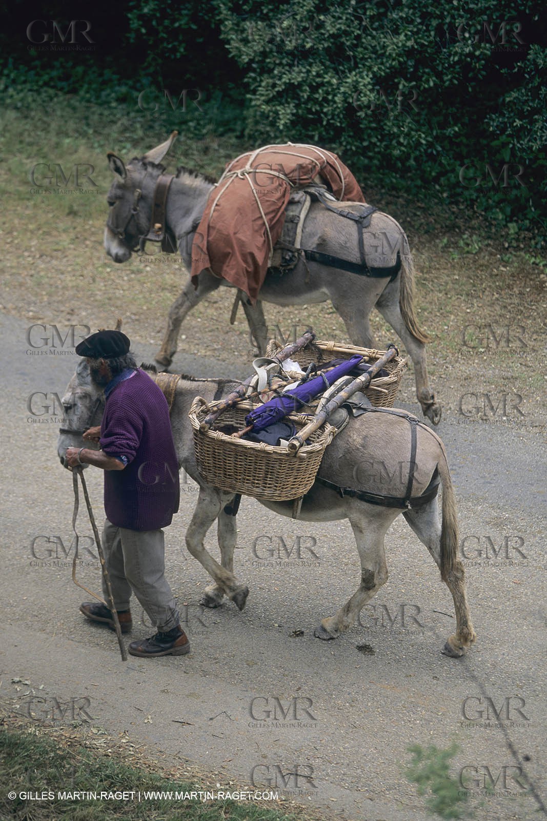 France, Provence, Moutons, bergers, élevage, transhumance