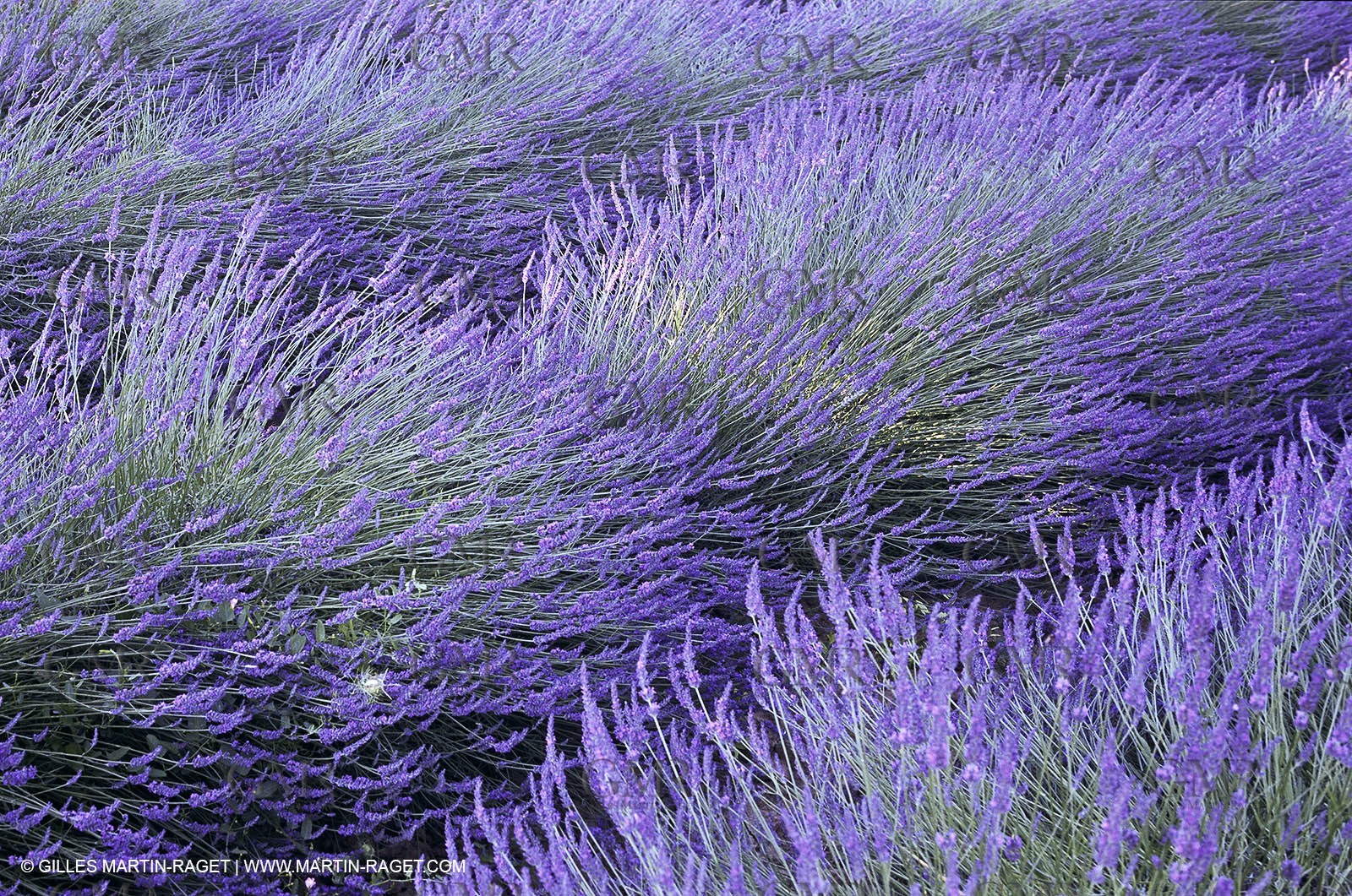 France - Languedoc-Roussillon - Nîmes Métropole - Costières