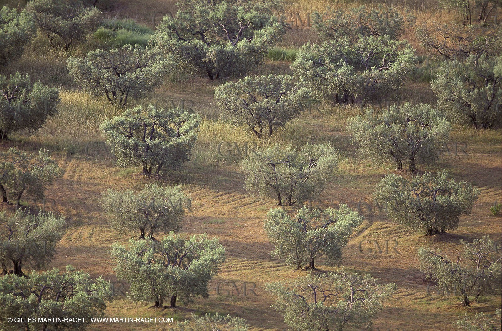 Baux de Provence valley olive tree fields