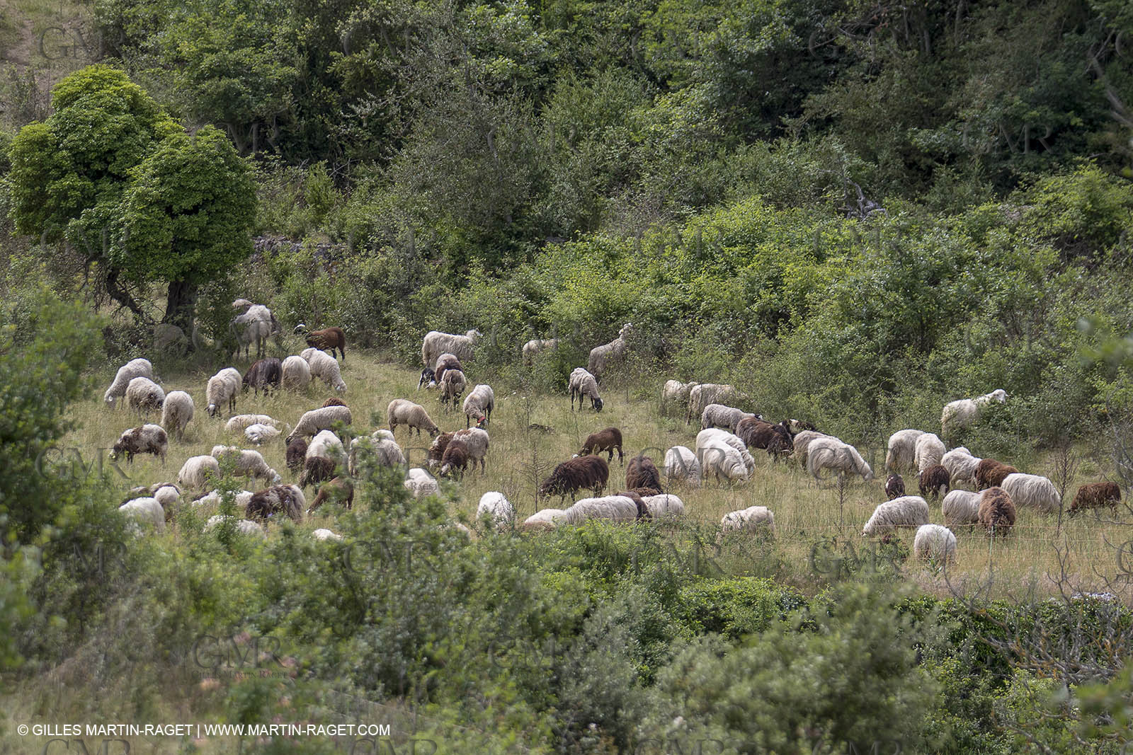 10 06 2018, Sivergues (FRA,84)