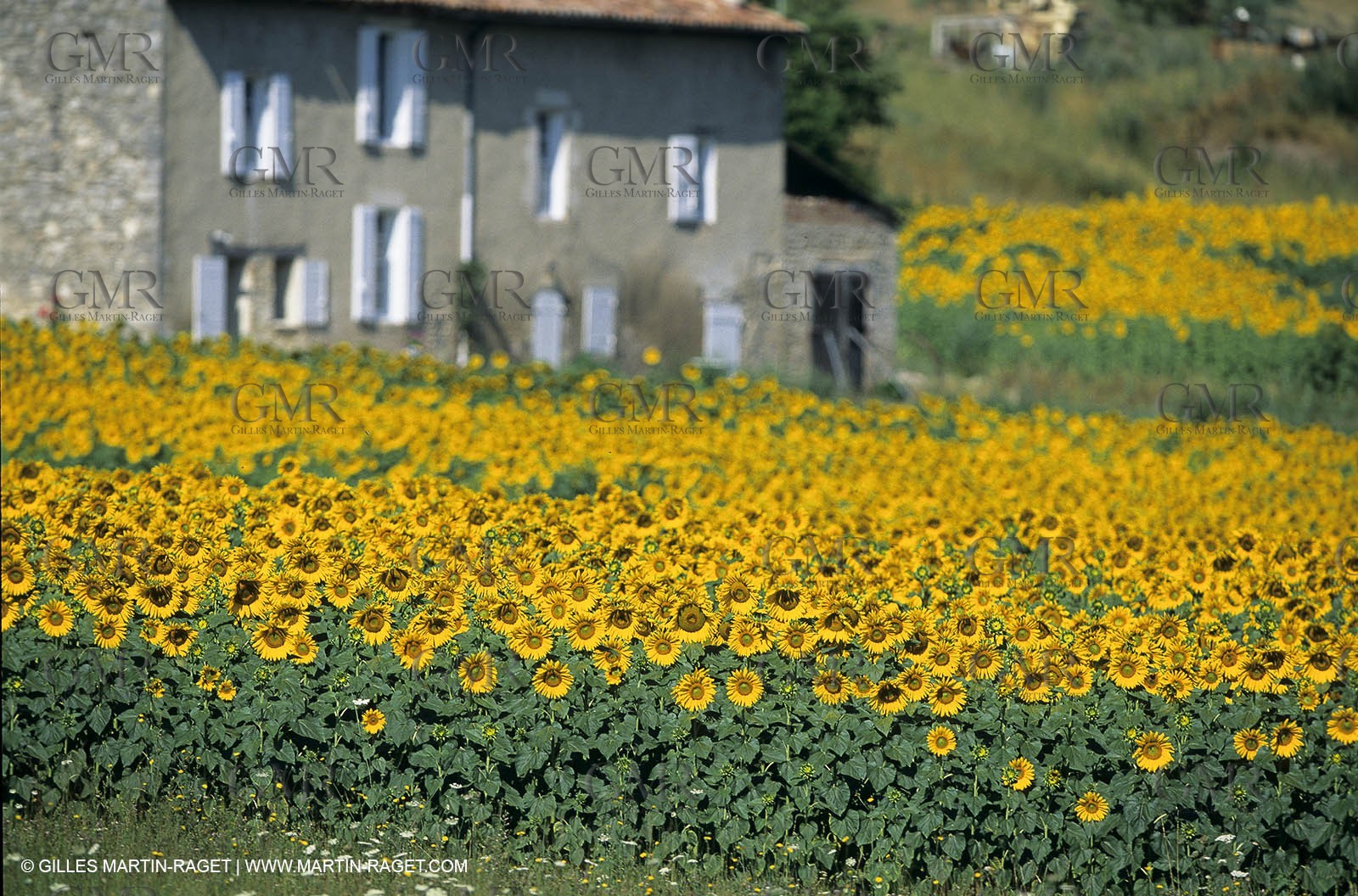 Luberon (FRA,84), Sunflower fields