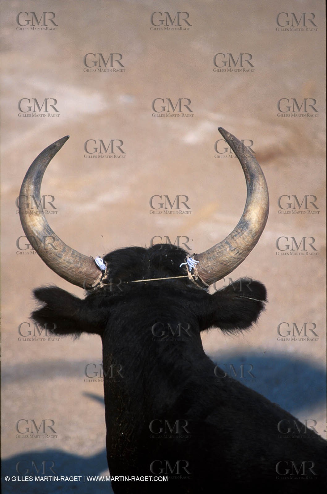 Camargue Bull game