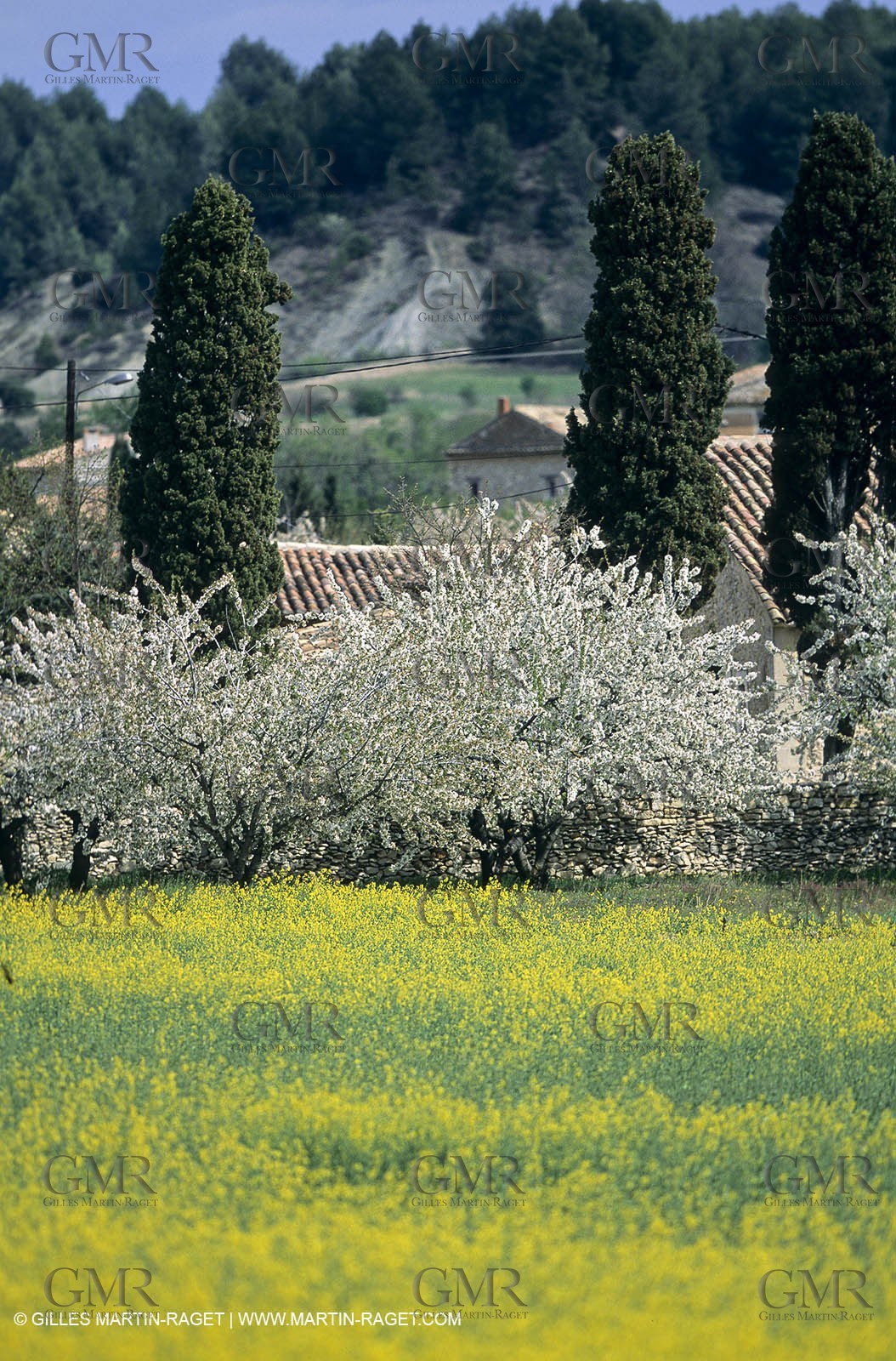 Alpilles (FRA,13), Rape fields