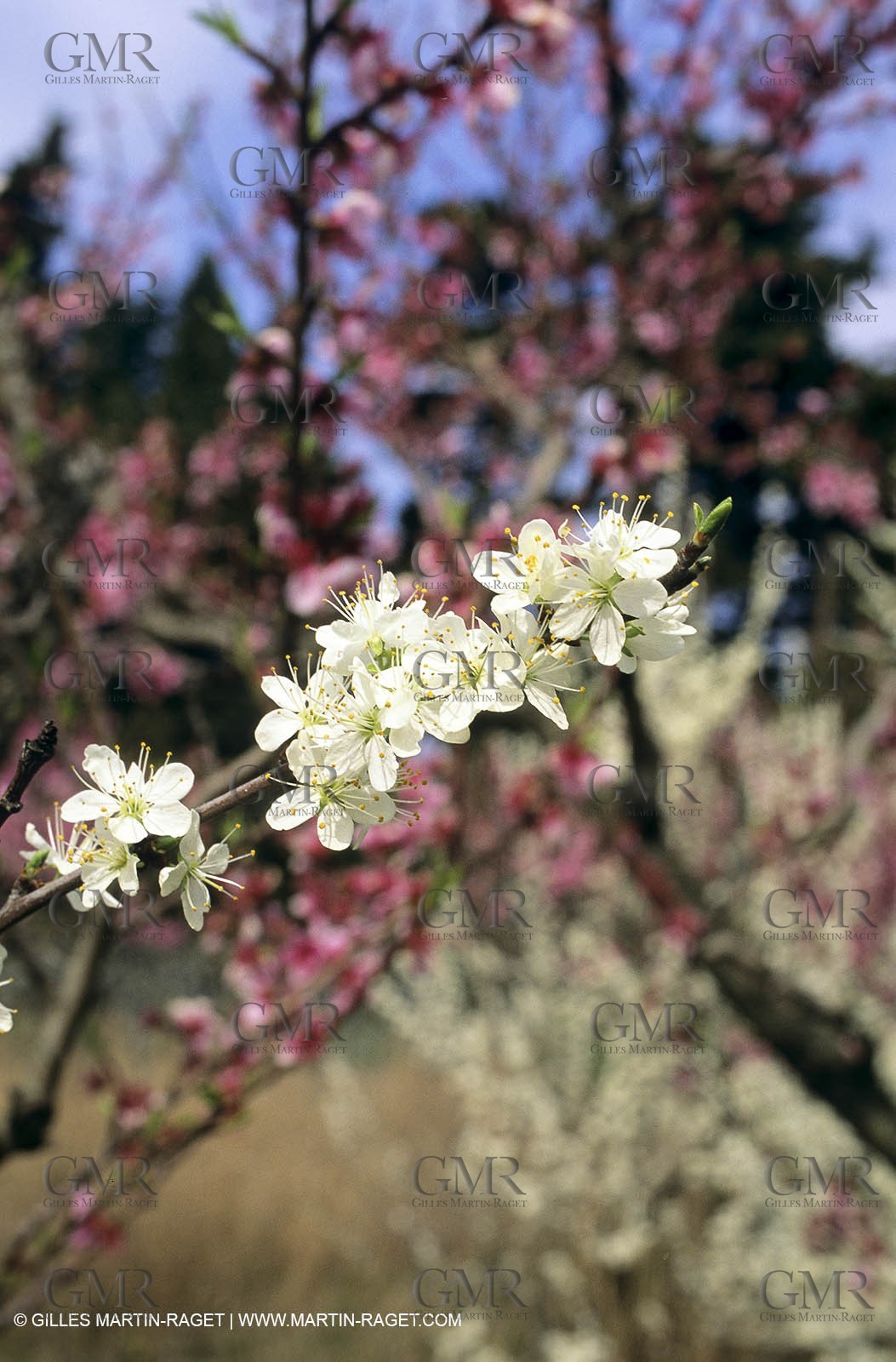 Luberon, Vaucluse (FRA,84) - Fruit trees blooming