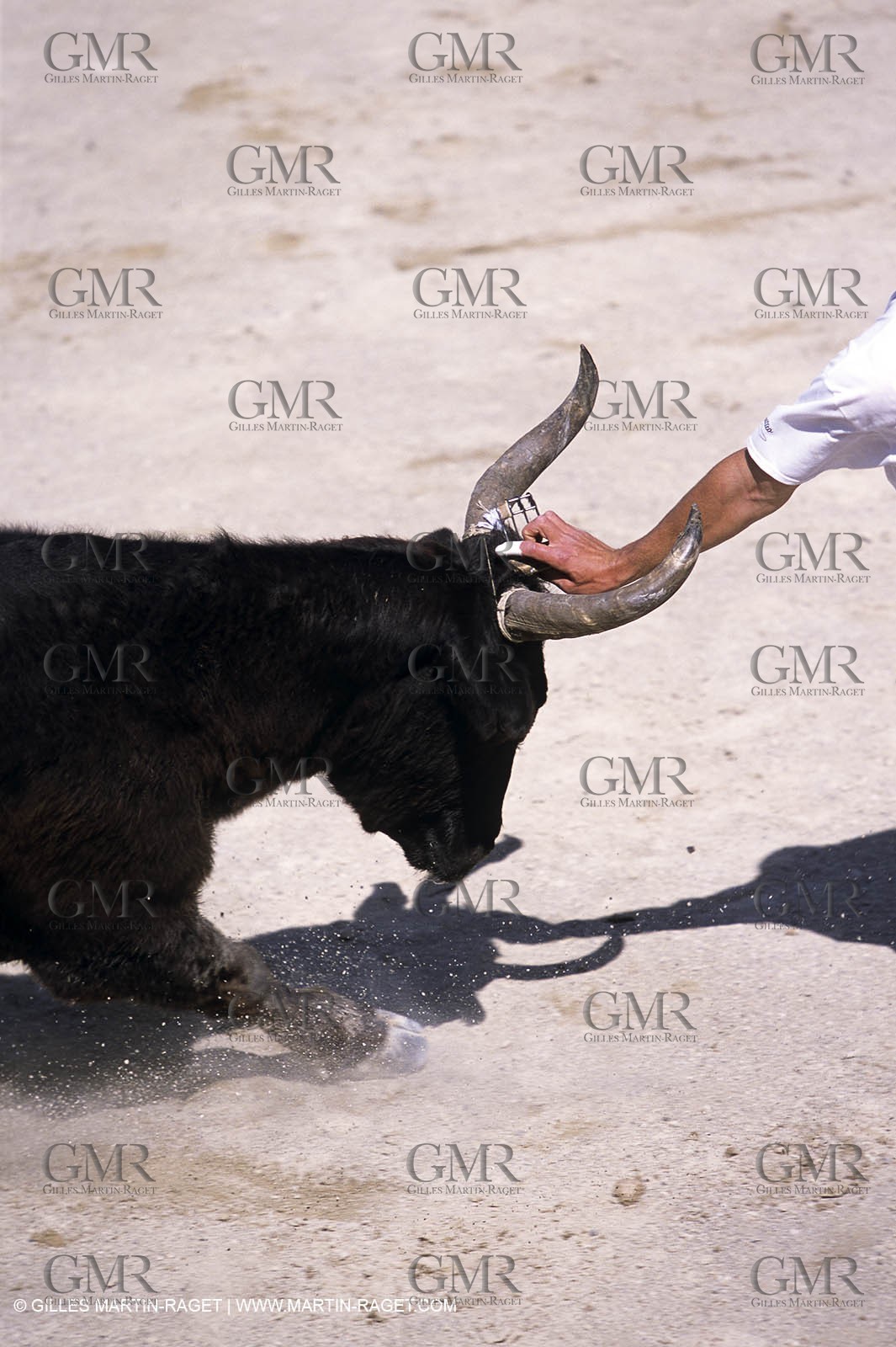 Gard, (FRA,30) - Camargue bull game