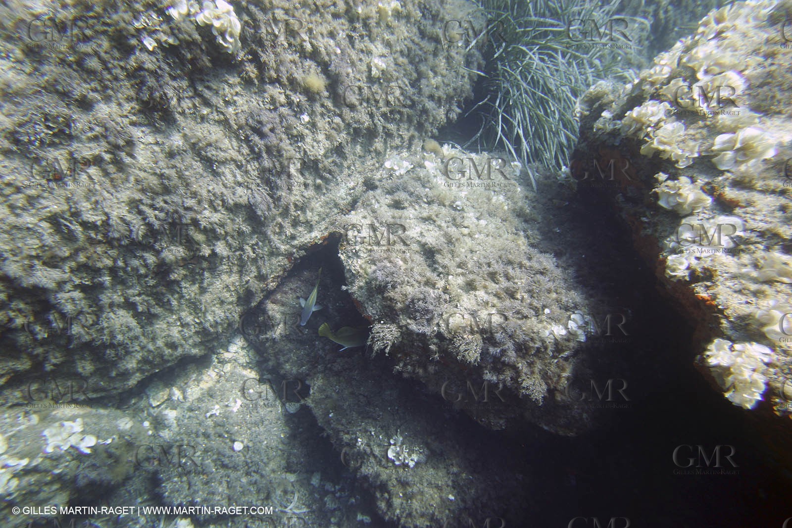 Snorkeling - Diving - 2005, Port Cros Island