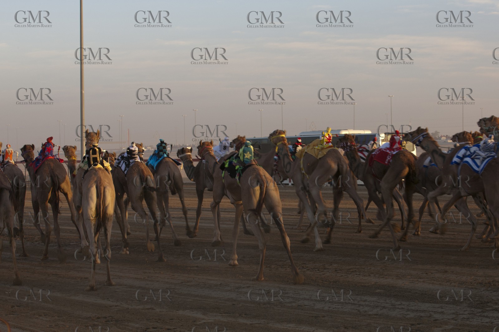 20 11 2010 - Dubai (UAE) - Camel races
