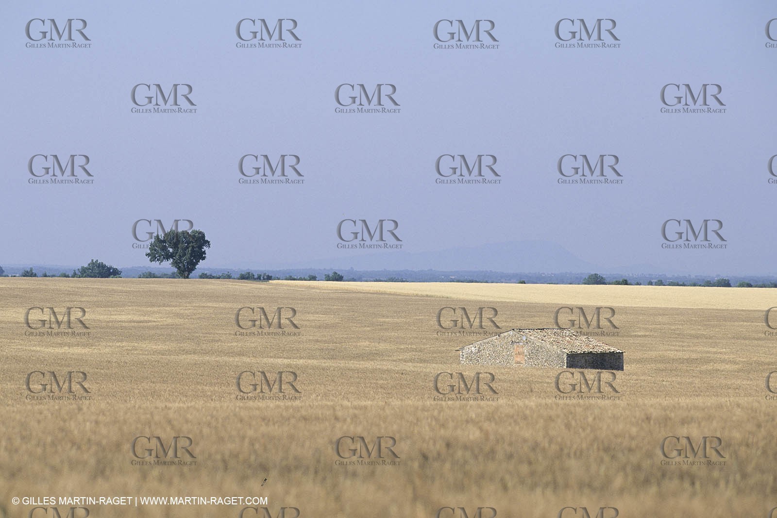 Corn and Wheat fields on Valensole Plateau in higher Provence (France)