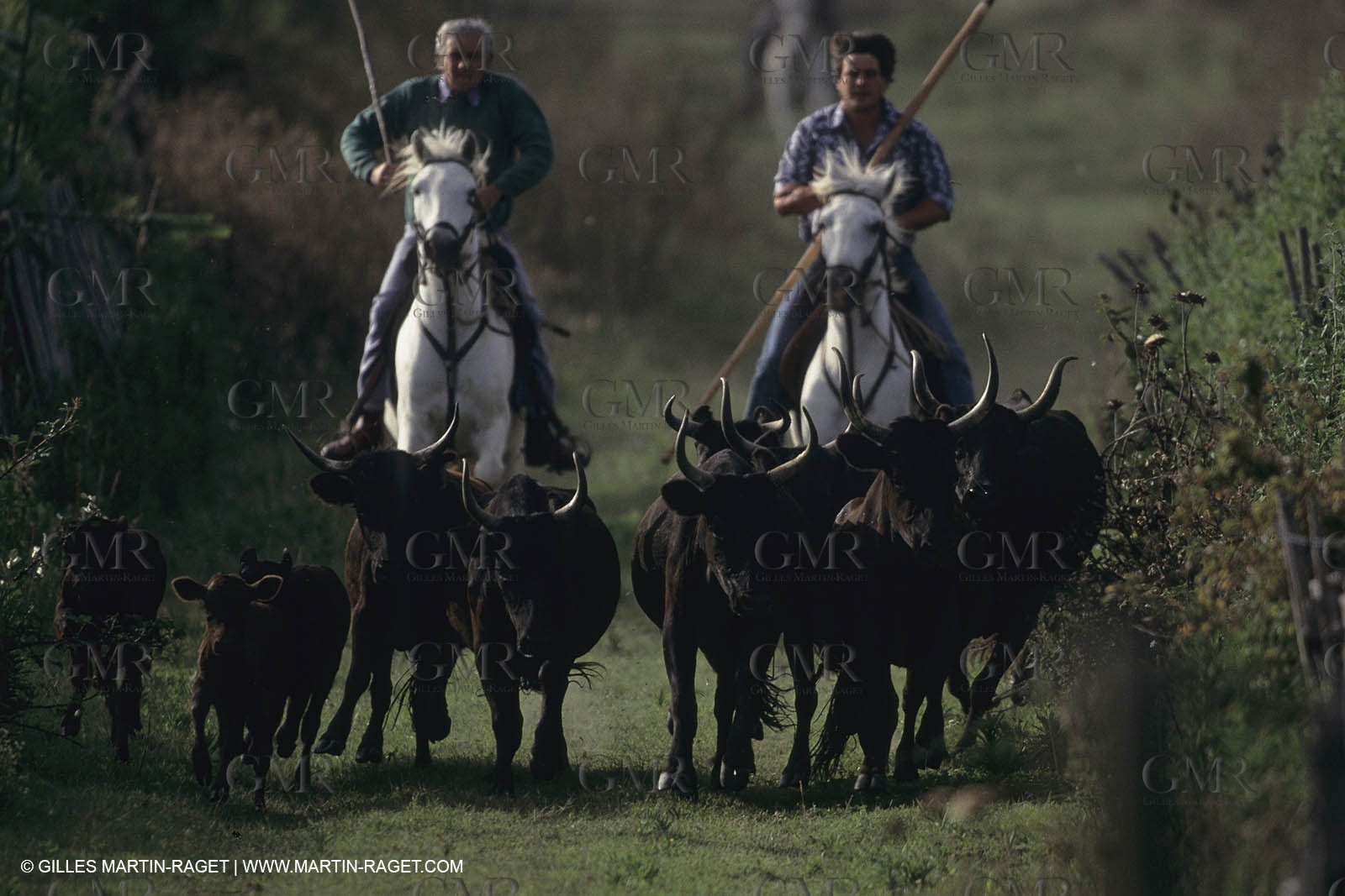 France, Provence, Camargue, Gardians de Camargue, métier, fêtes, élevage, tri