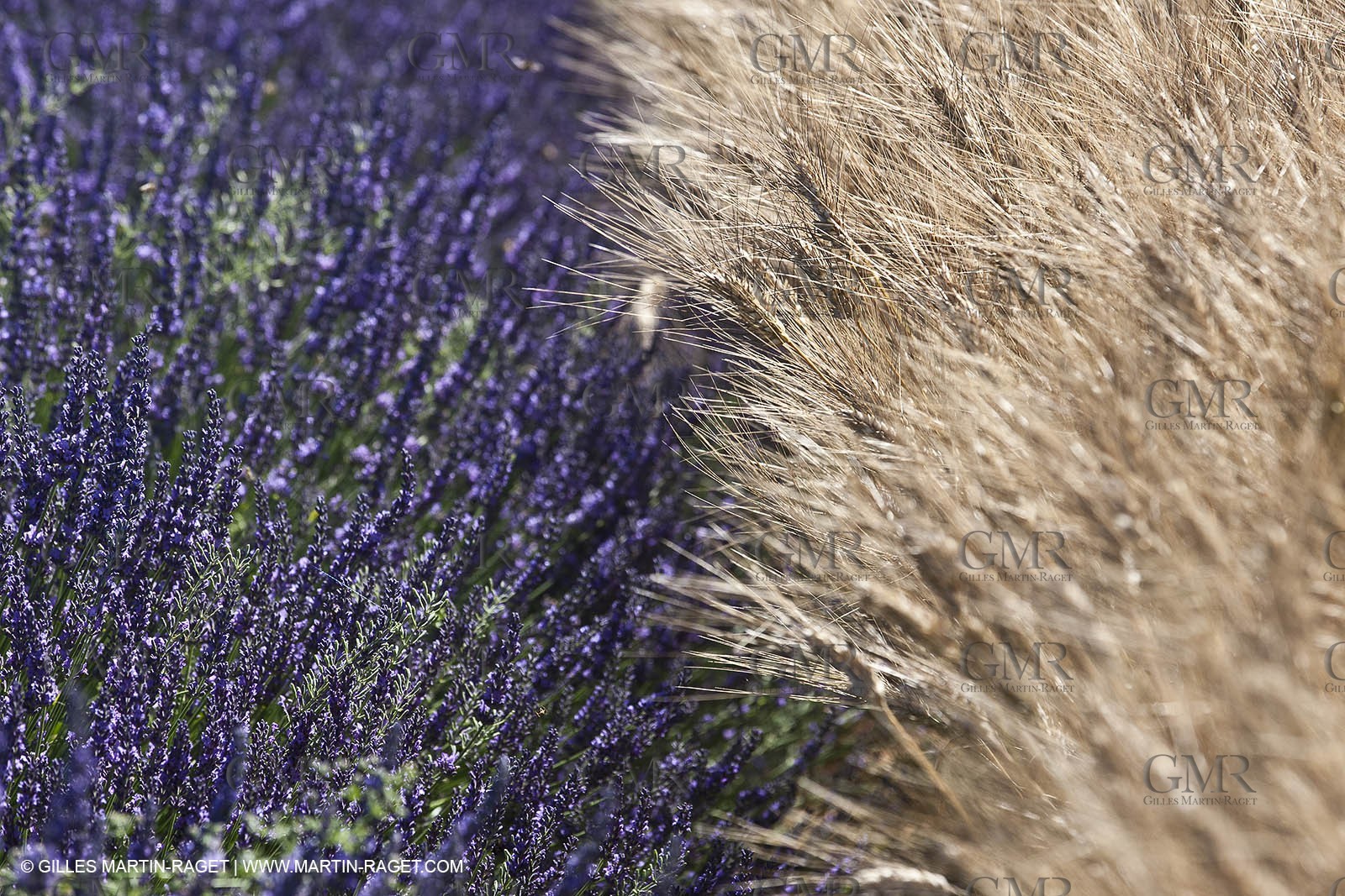 27 06 2011 - Valensole (FRA, 04) - Champs de lavande