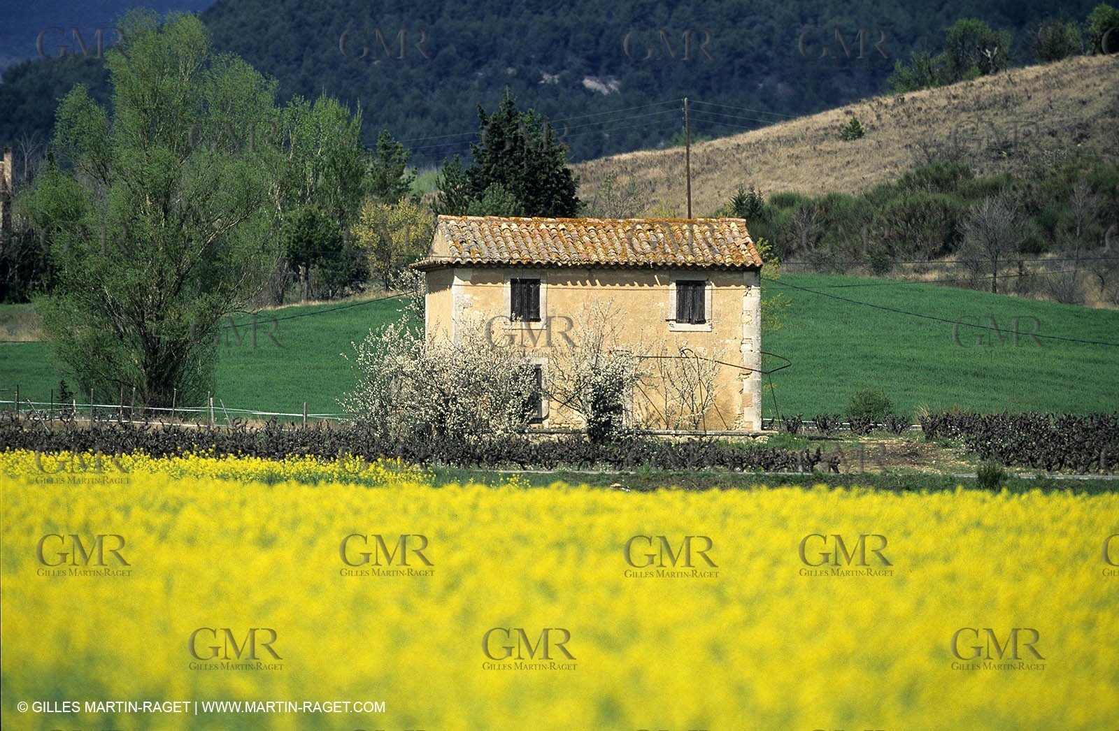 Alpilles (FRA,13), Rape fields