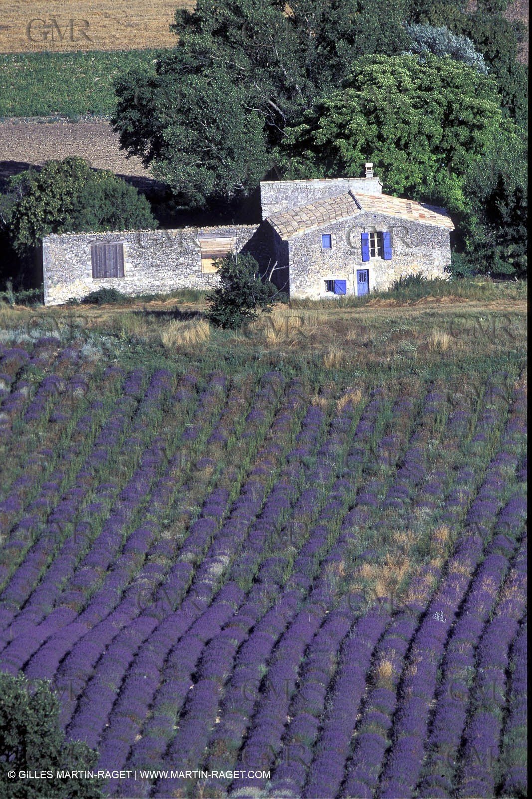Lavander foelds