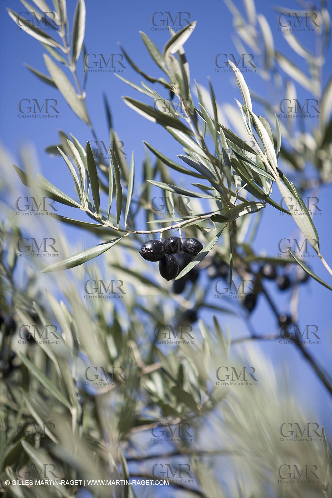 28 10 2007 - Saint Rémy de Provence (FRA, 13)- Olives harvest at  Vallon Raget