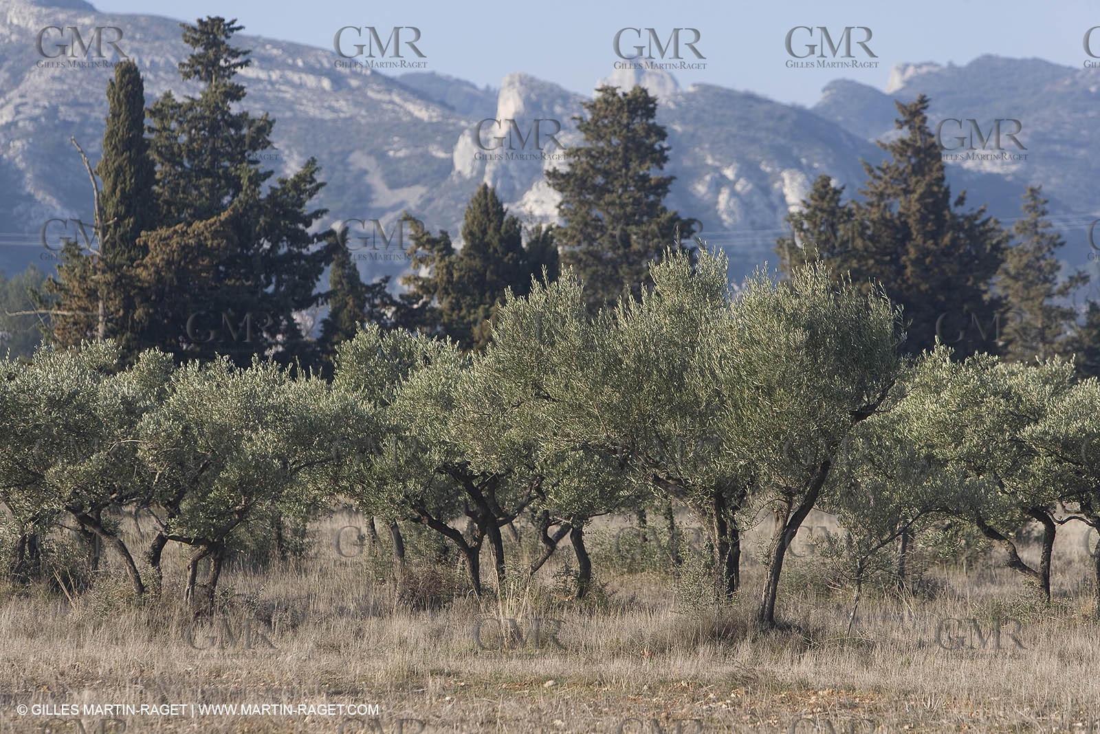 16 02 2008 - Saint Rémy de Provence (FRA, 13) - Alpilles hills landscapes