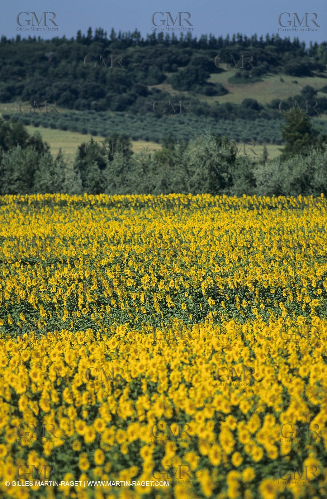 Luberon (FRA,84), Sunflower fields