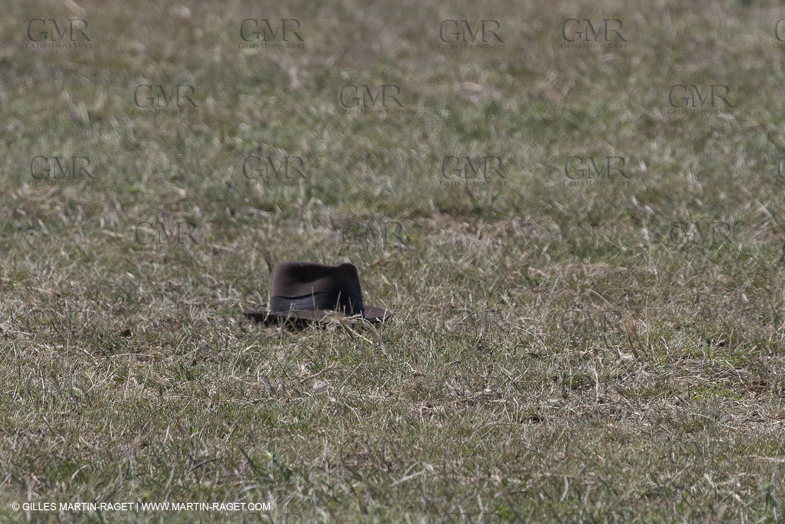 Course de Satin 2014 - Arles (FRA,13) - 1 06 2014**The satin race - Arles (FRA,13) - 01 06 2014