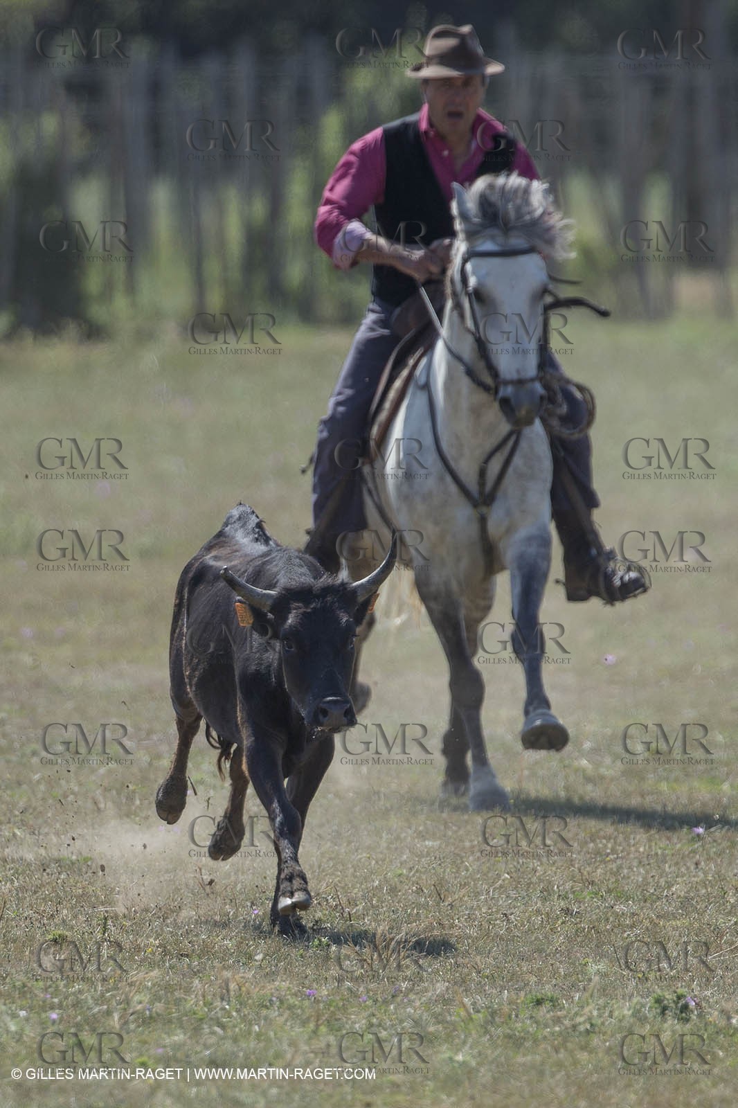 Course de Satin 2014 - Arles (FRA,13) - 1 06 2014**The satin race - Arles (FRA,13) - 01 06 2014
