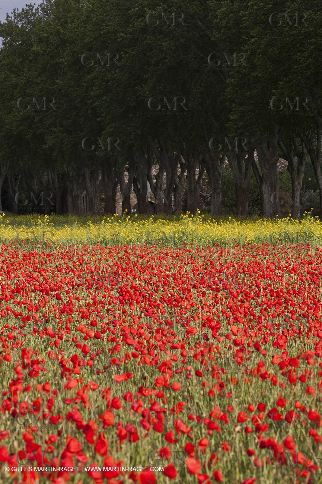 29 04 2012 ( Saint Rémy de Provence (FRA, 13) - Chaîne des Alpilles vers Romanin