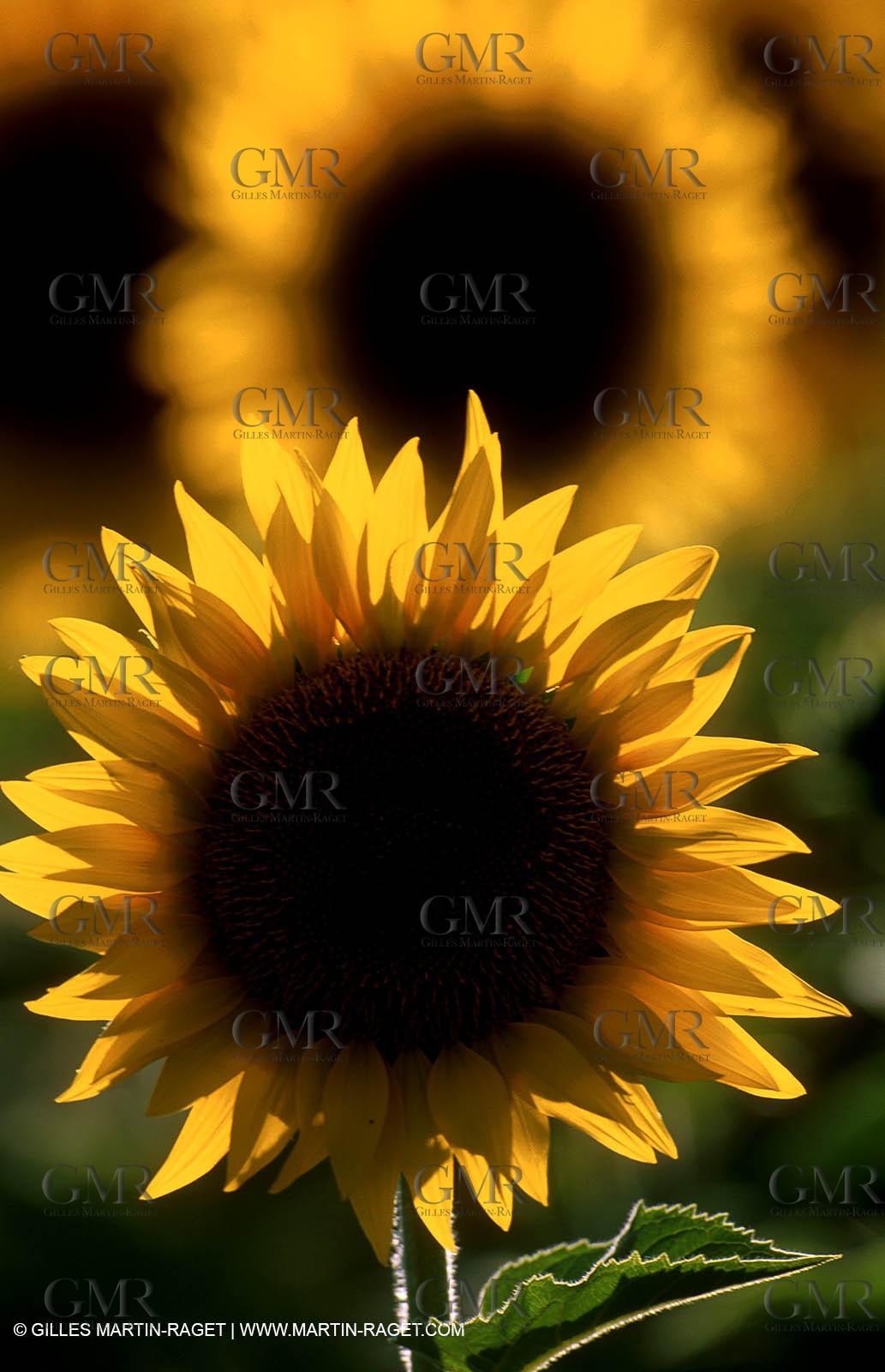 Tournesols