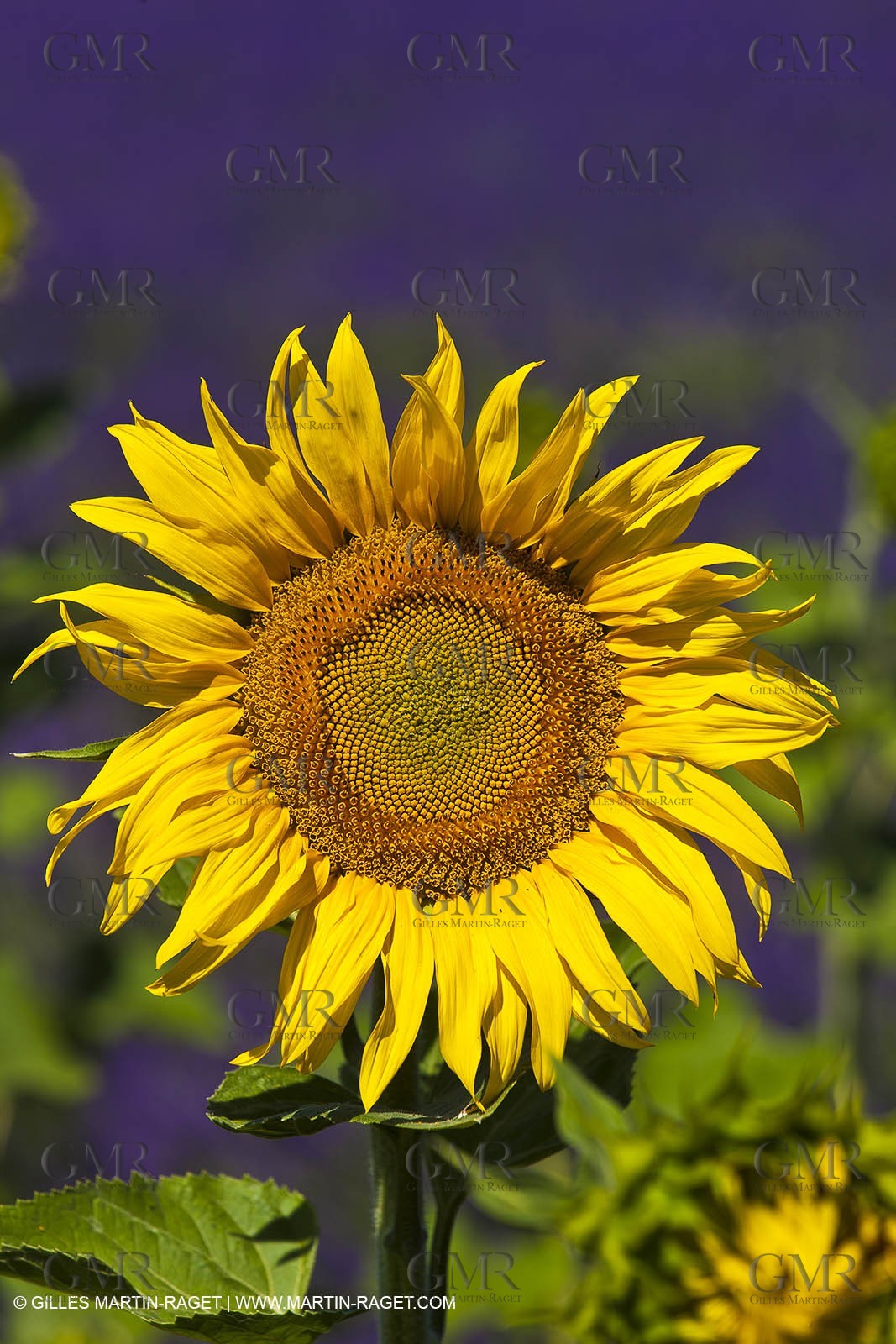 27 06 2011 - Valensole (FRA, 04) - Lavander fields