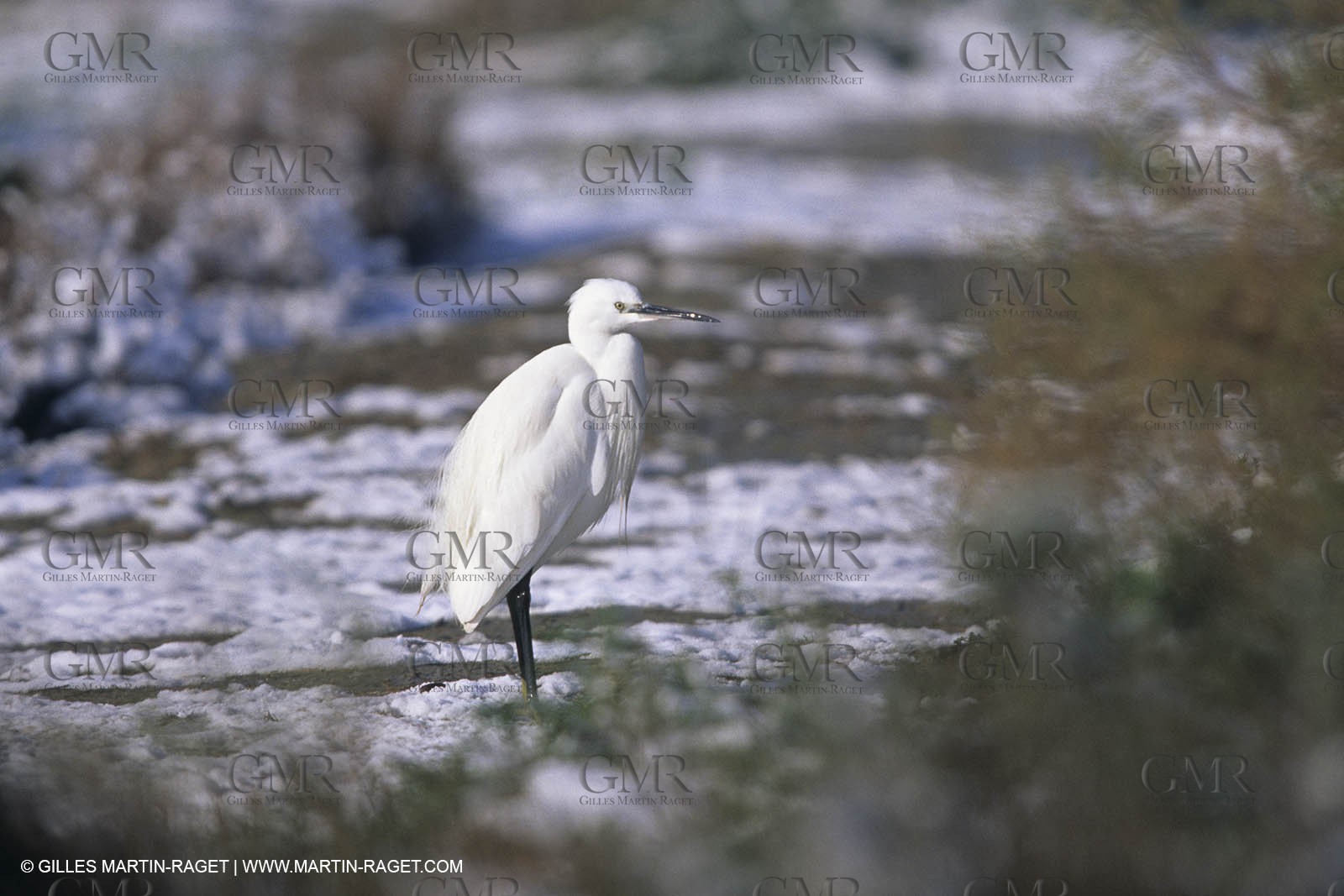 Provence under snow - Camargue