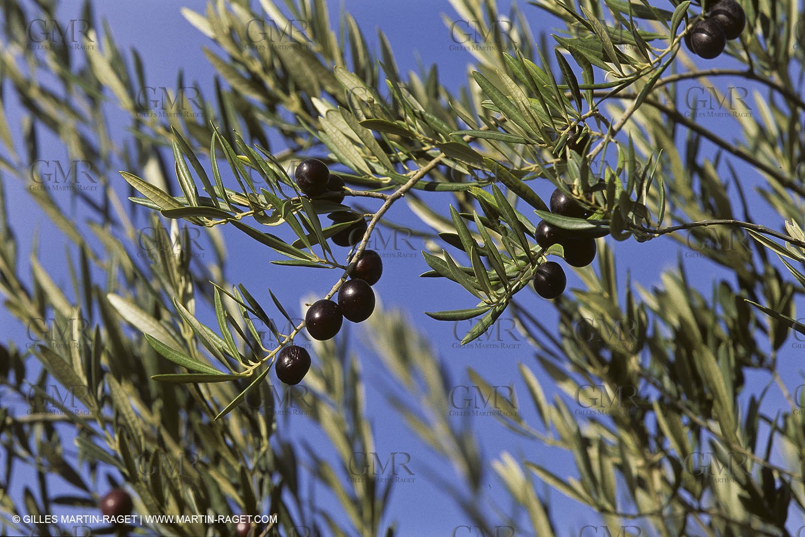 France, Provence, Oliviers, oliveraies, olive trees