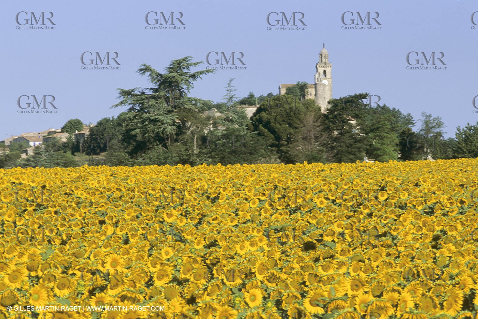 France, Provence, Champs de tournesols