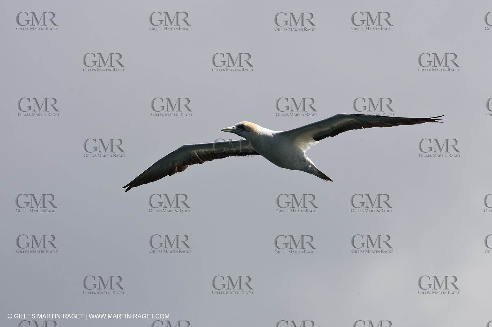 01 02 2011 - Auckland (NZL) - 34th America's Cup - AC45 sea trial n°9