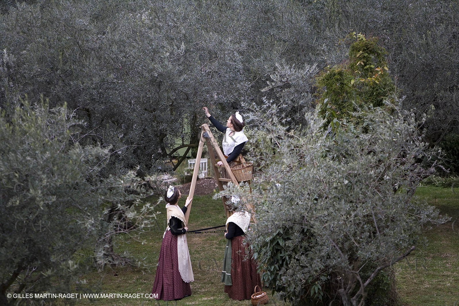 18 02 2007 - Saint Rémy de Provence - Queen of Arles in the Alpilles