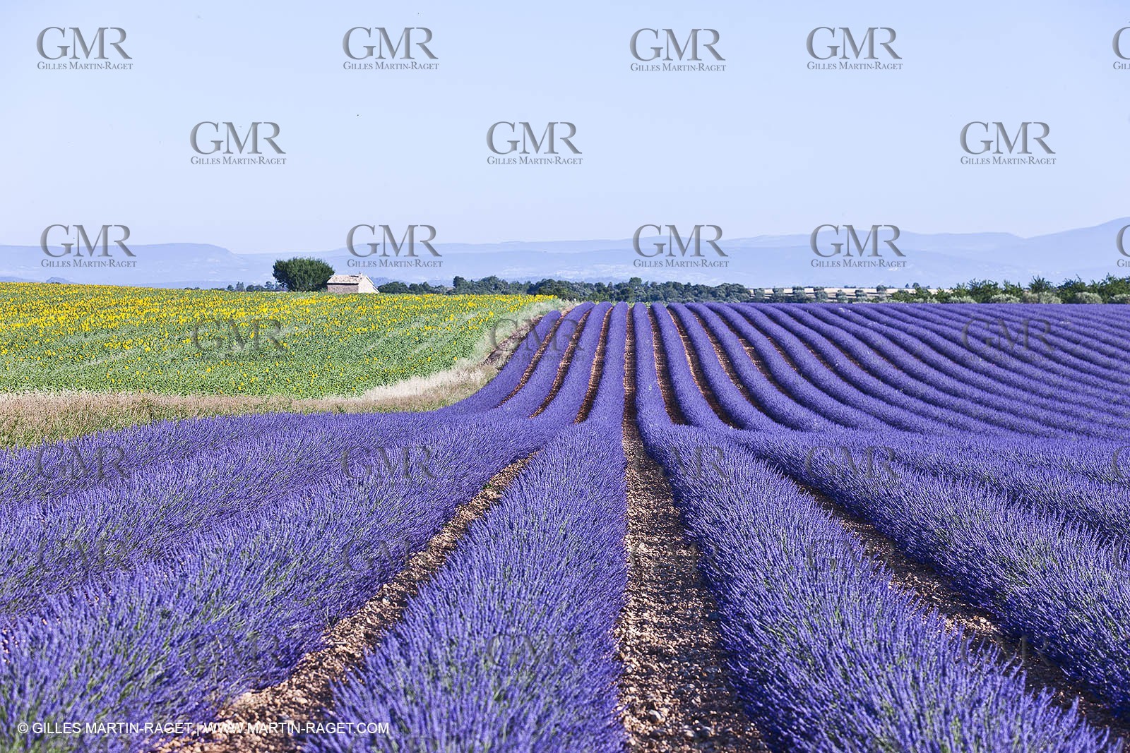 27 06 2011 - Valensole (FRA, 04) - Lavander fields