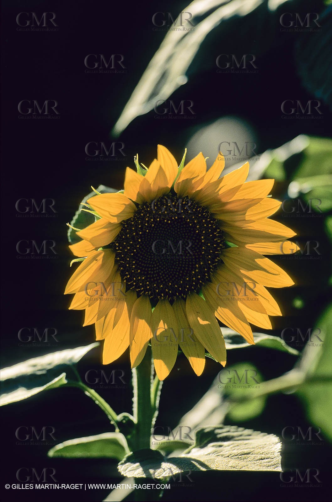 Luberon (FRA,84), Sunflower fields