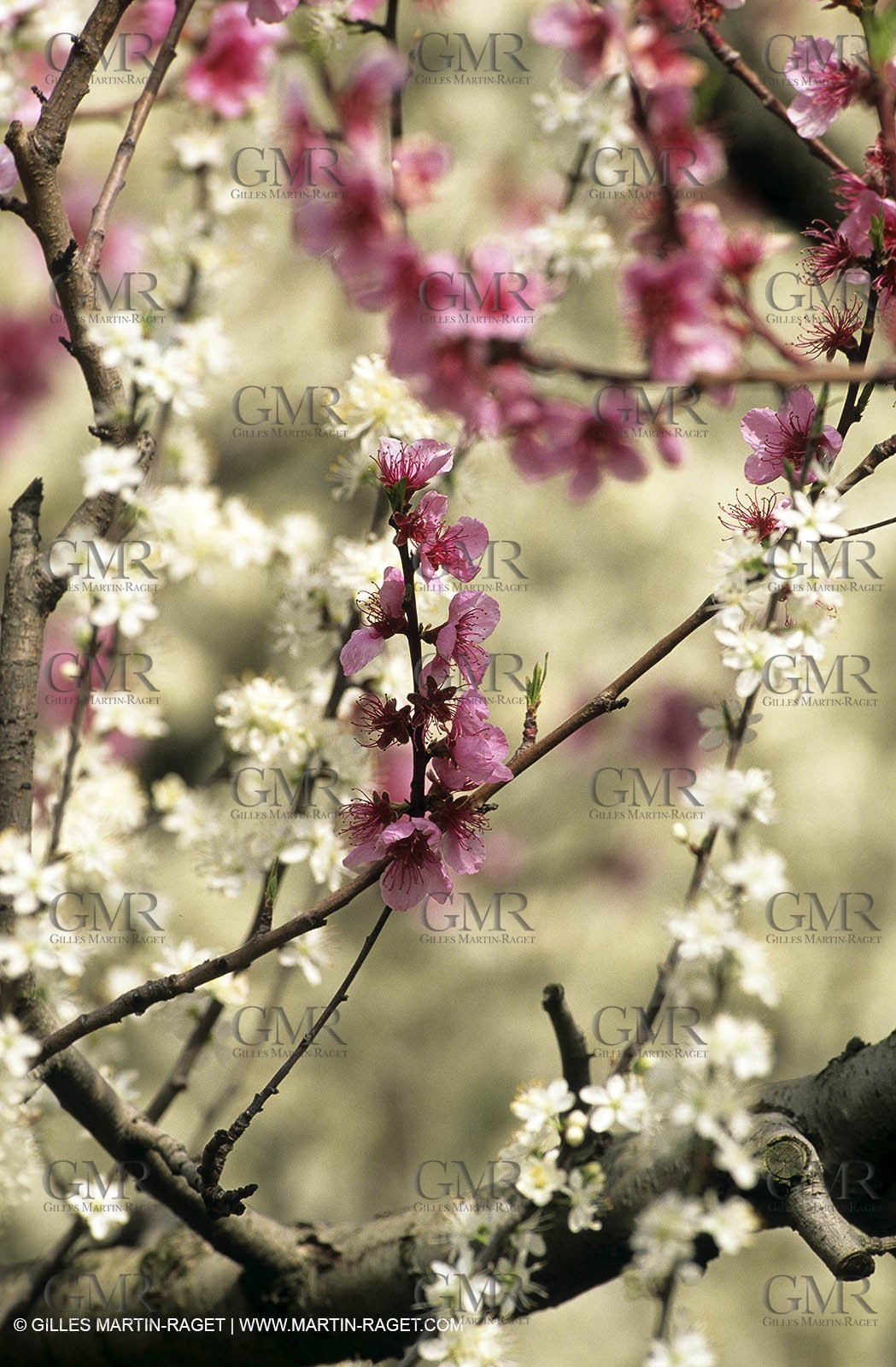 Luberon, Vaucluse (FRA,84) - Arbres fruitiers en fleur