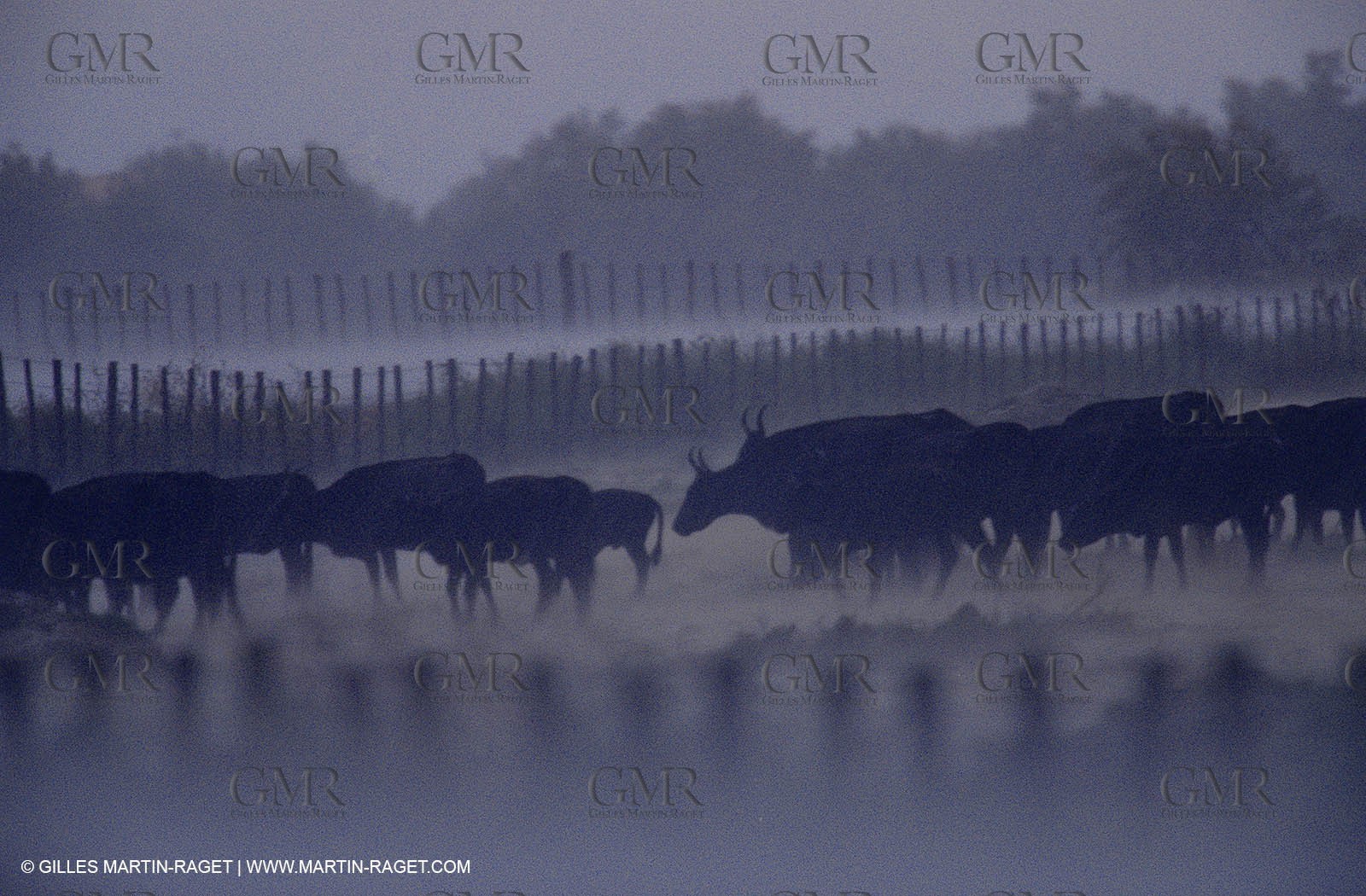 Bouches du Rhône, Camargue (FRA 13) - Camargue bulls