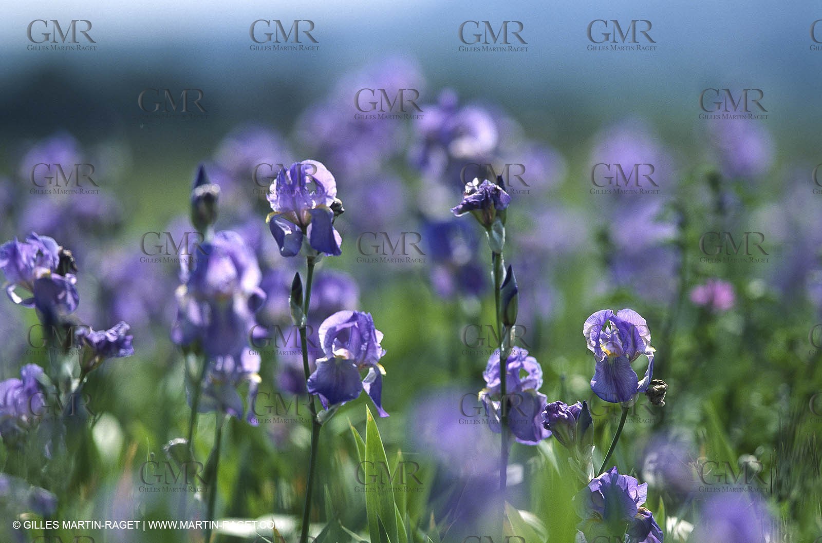 Alpilles (FRA,13) Iris in bloom
