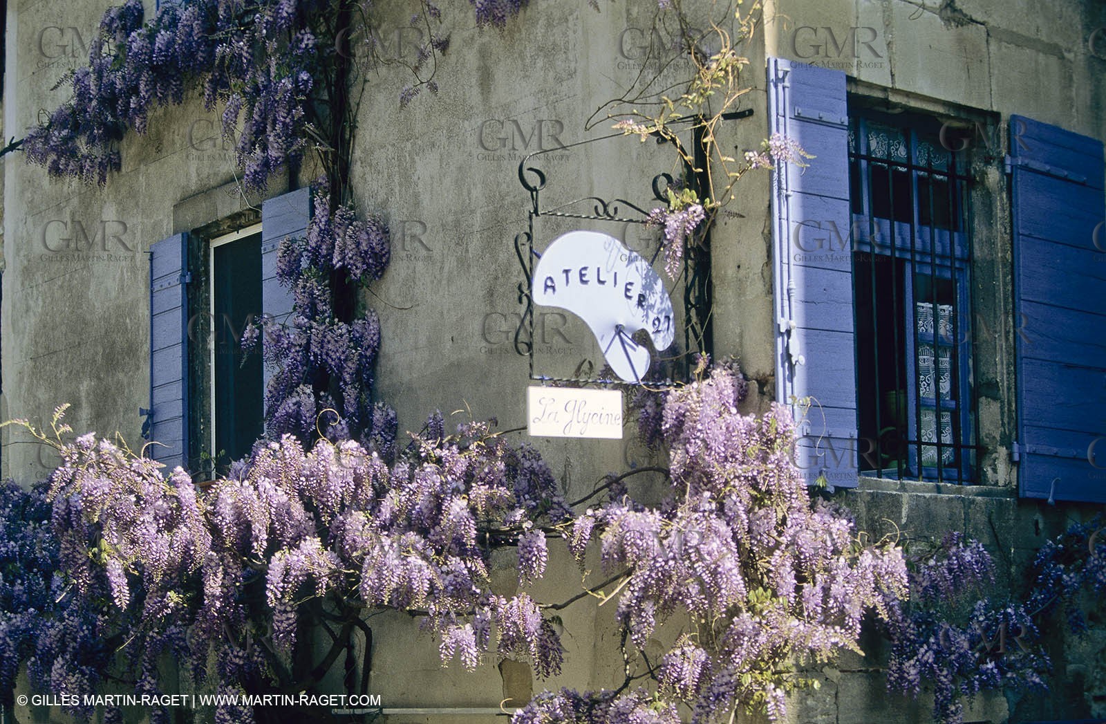 Les Alpilles, Saint Rémy de Provence, (FRA,13) - Glycine in Saint Rémy de Provence