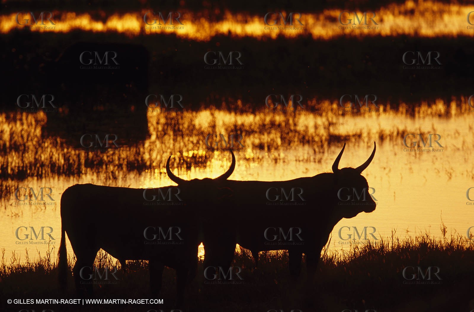 Bouches du Rhône, Camargue (FRA 13) - Camargue bulls