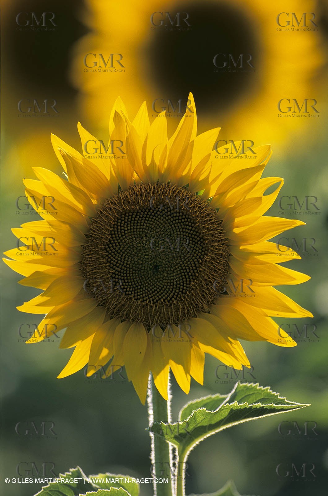 Luberon (FRA,84), Sunflower fields