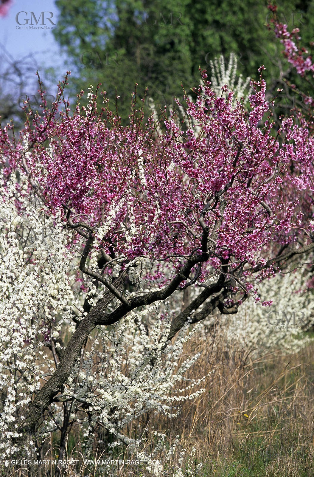 Luberon, Vaucluse (FRA,84) - Fruit trees blooming