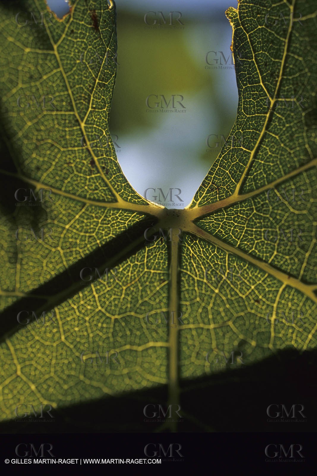 Vin, Vigne , Vendanges, vignification, vignobles, France, Provence, Côte du Rhône, Rosé