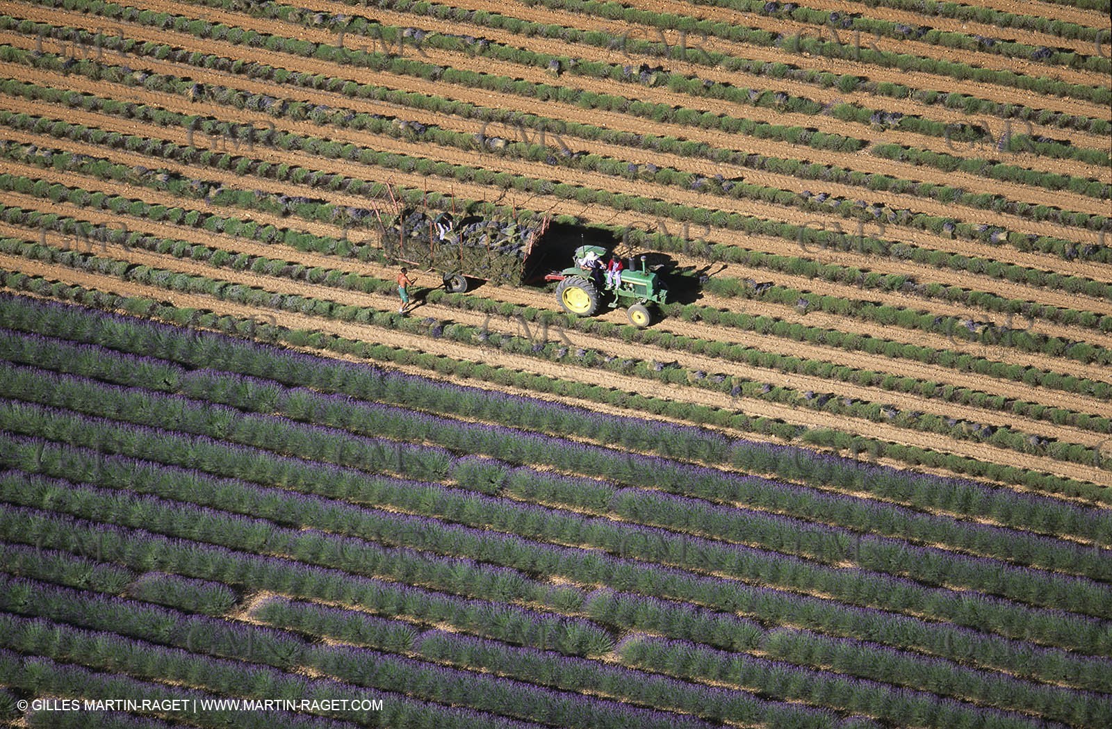 Juin 2005, Valensole (FRA,04) - Lavander fields