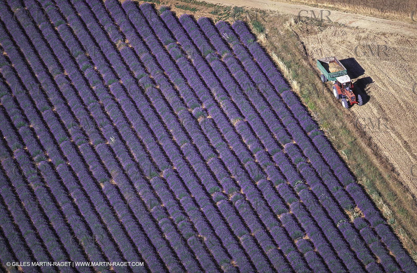 Juin 2005, Valensole (FRA,04) - Lavander fields