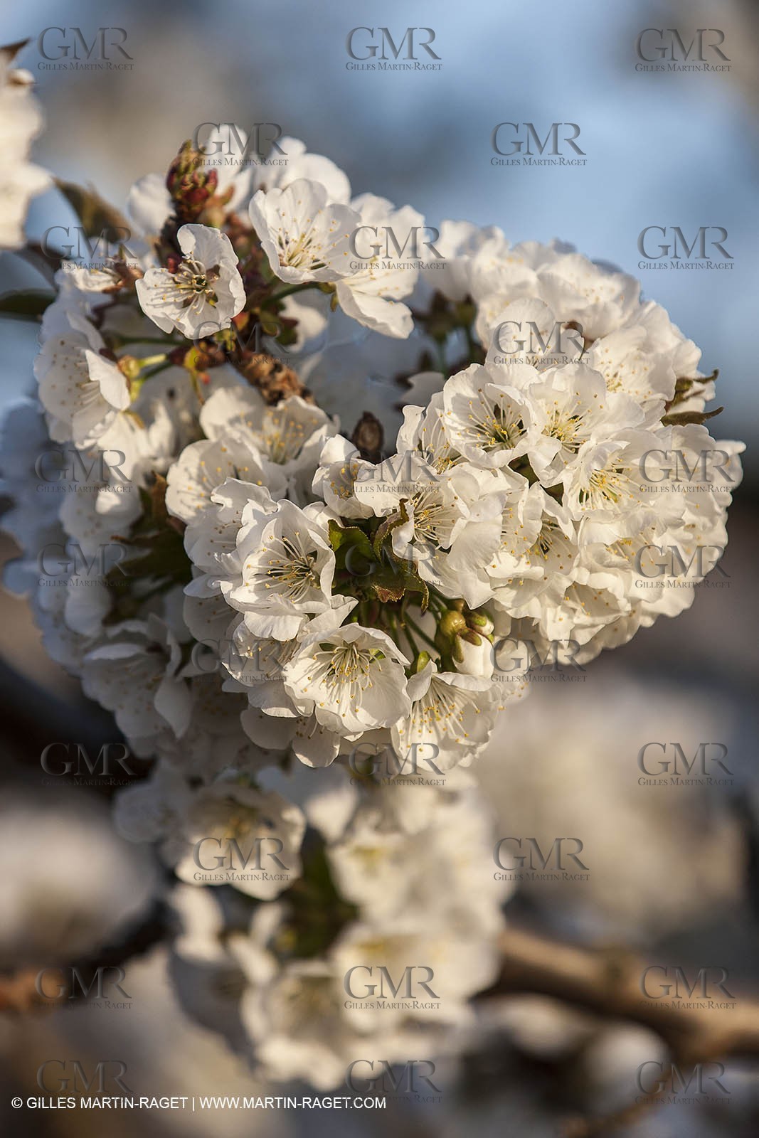 March 30th 2012 - Saint Saturnin les Apt (FRA, 84) - blooming cherry trees
