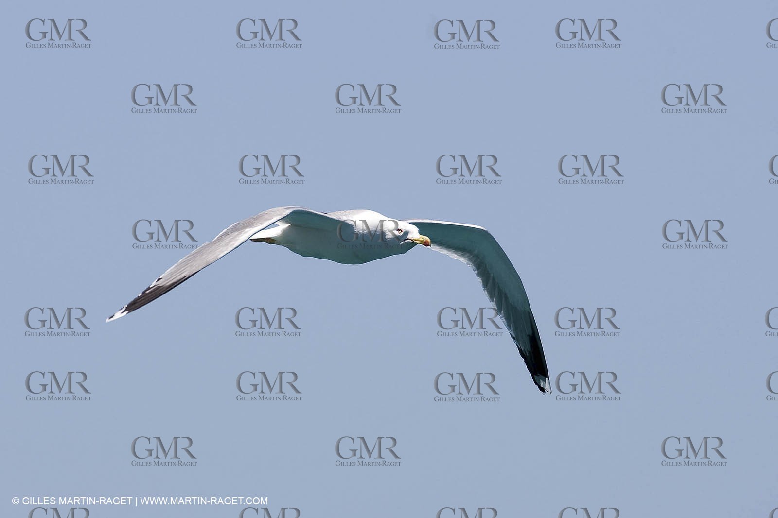 07 05 2009 - Marseille (FRA, 13) - Les Calanques - Riou