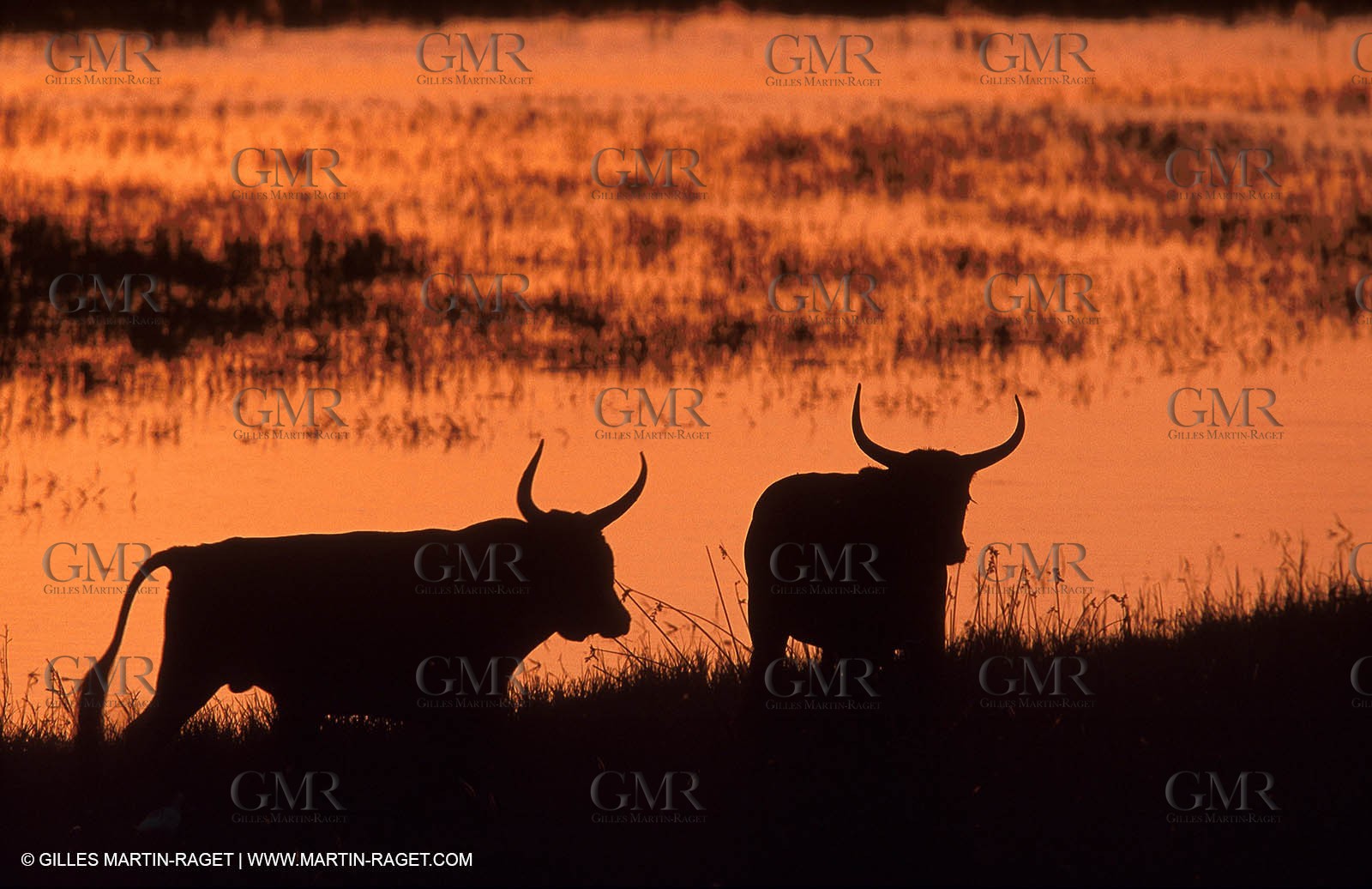 Bulls - Camargue