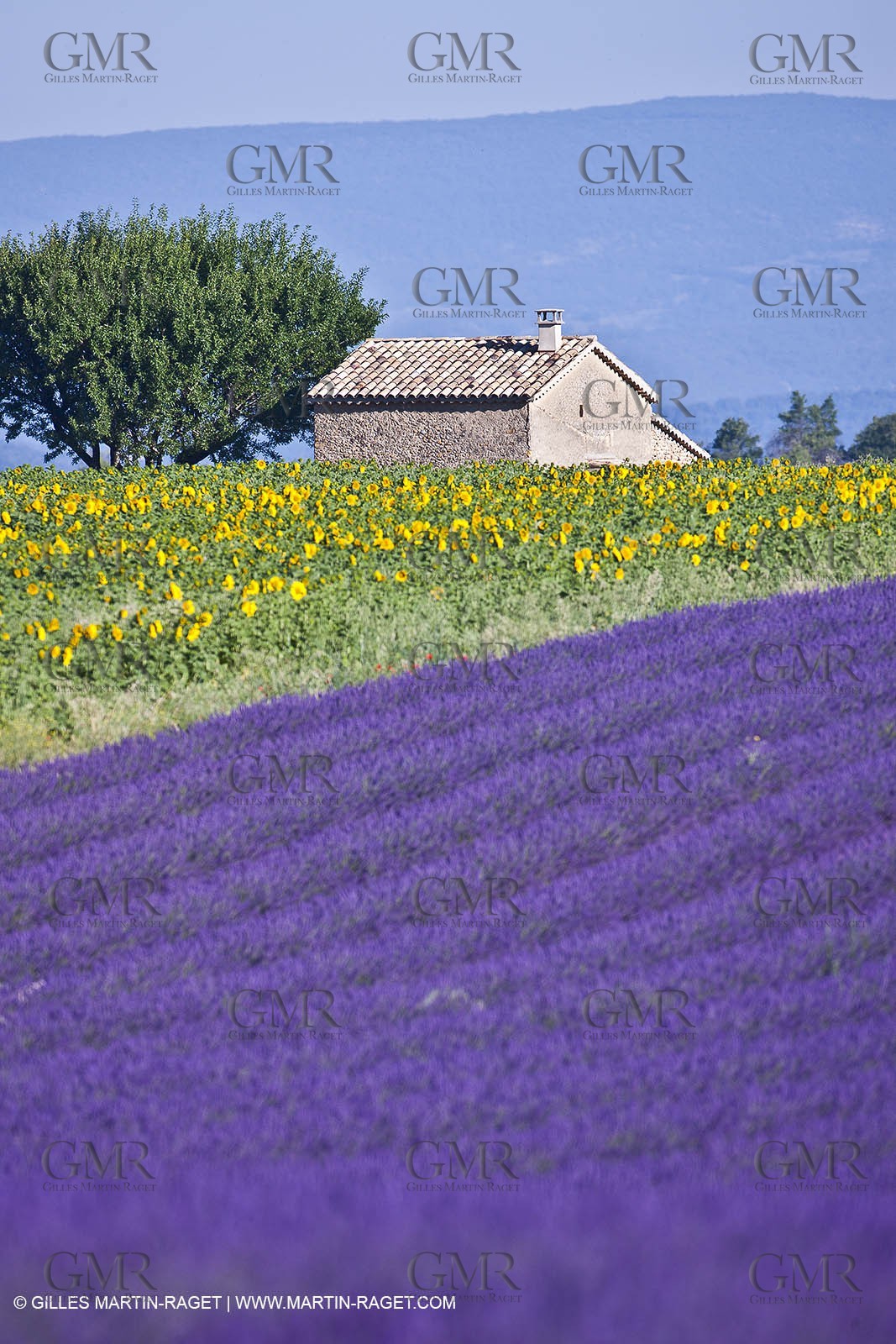 27 06 2011 - Valensole (FRA, 04) - Lavander fields