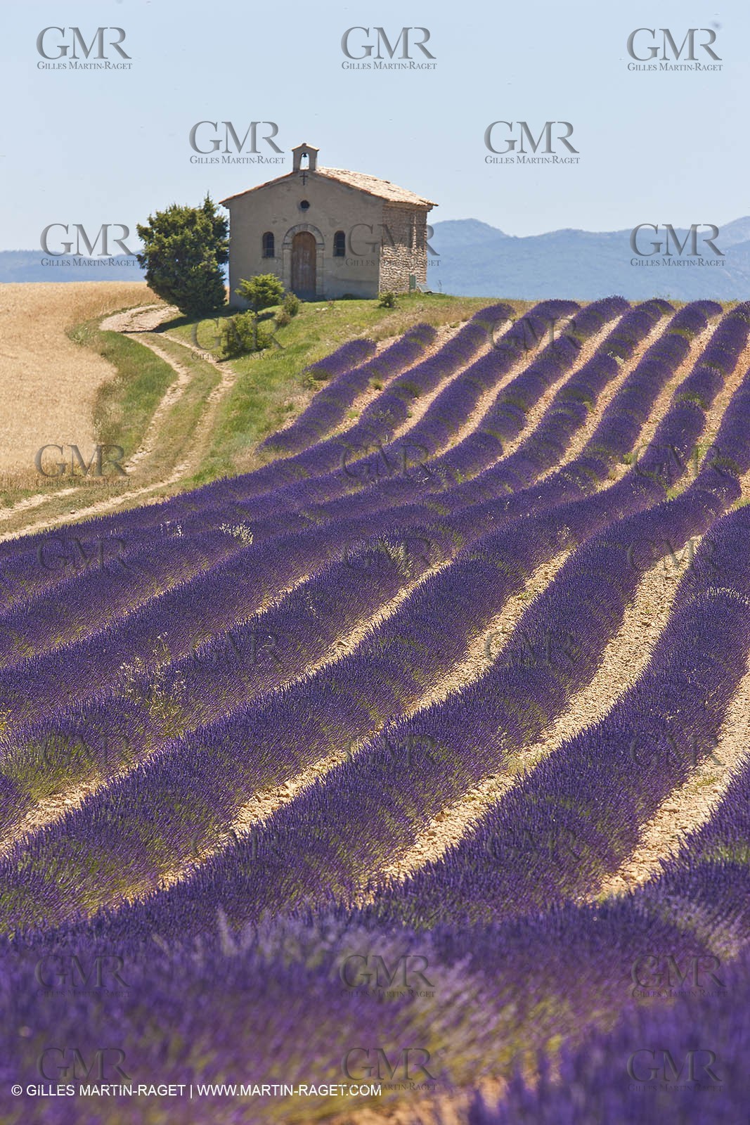 27 06 2011 - Entrevennes (FRA, 04) - Lavander fields