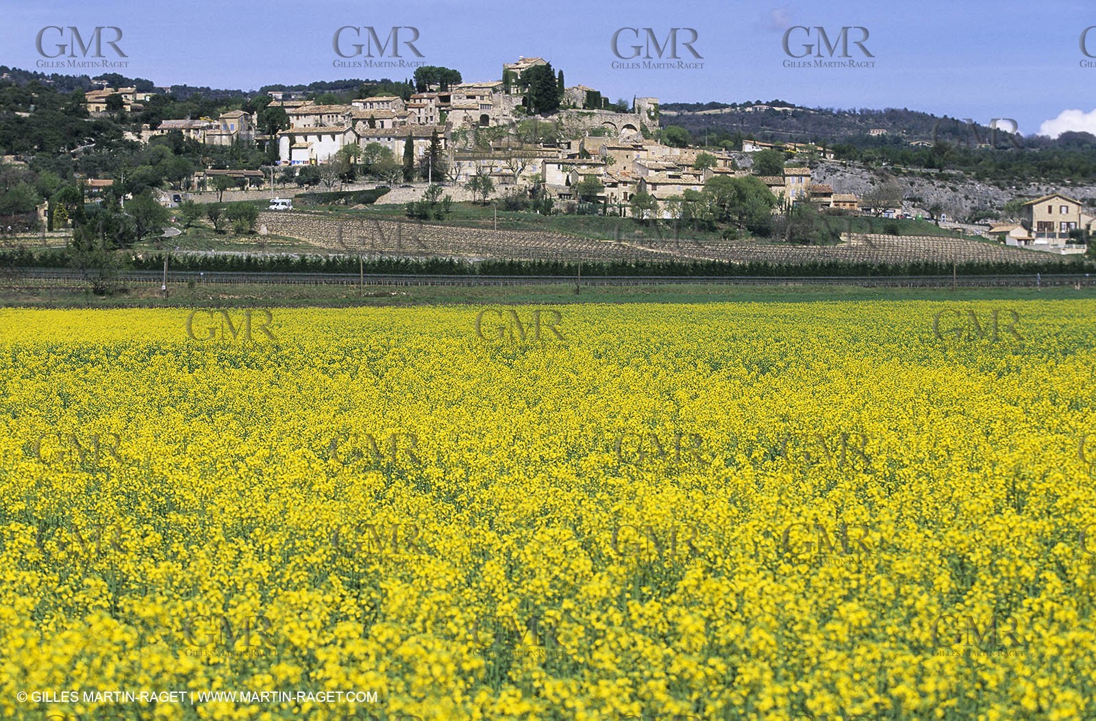 Alpilles (FRA,13), Rape fields