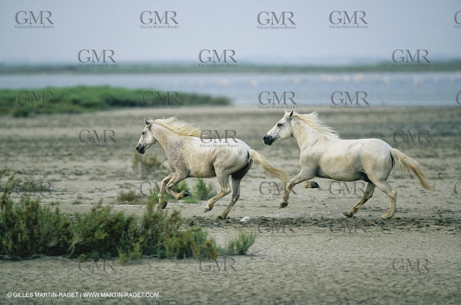 2000-2010- Arles - Les Saintes Maries de la mer (FRA,13) - Camargue horses