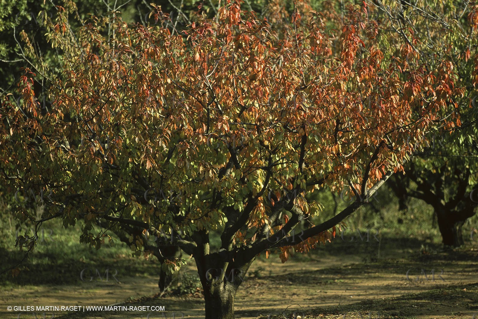Luberon (FRA,84), Fall colors